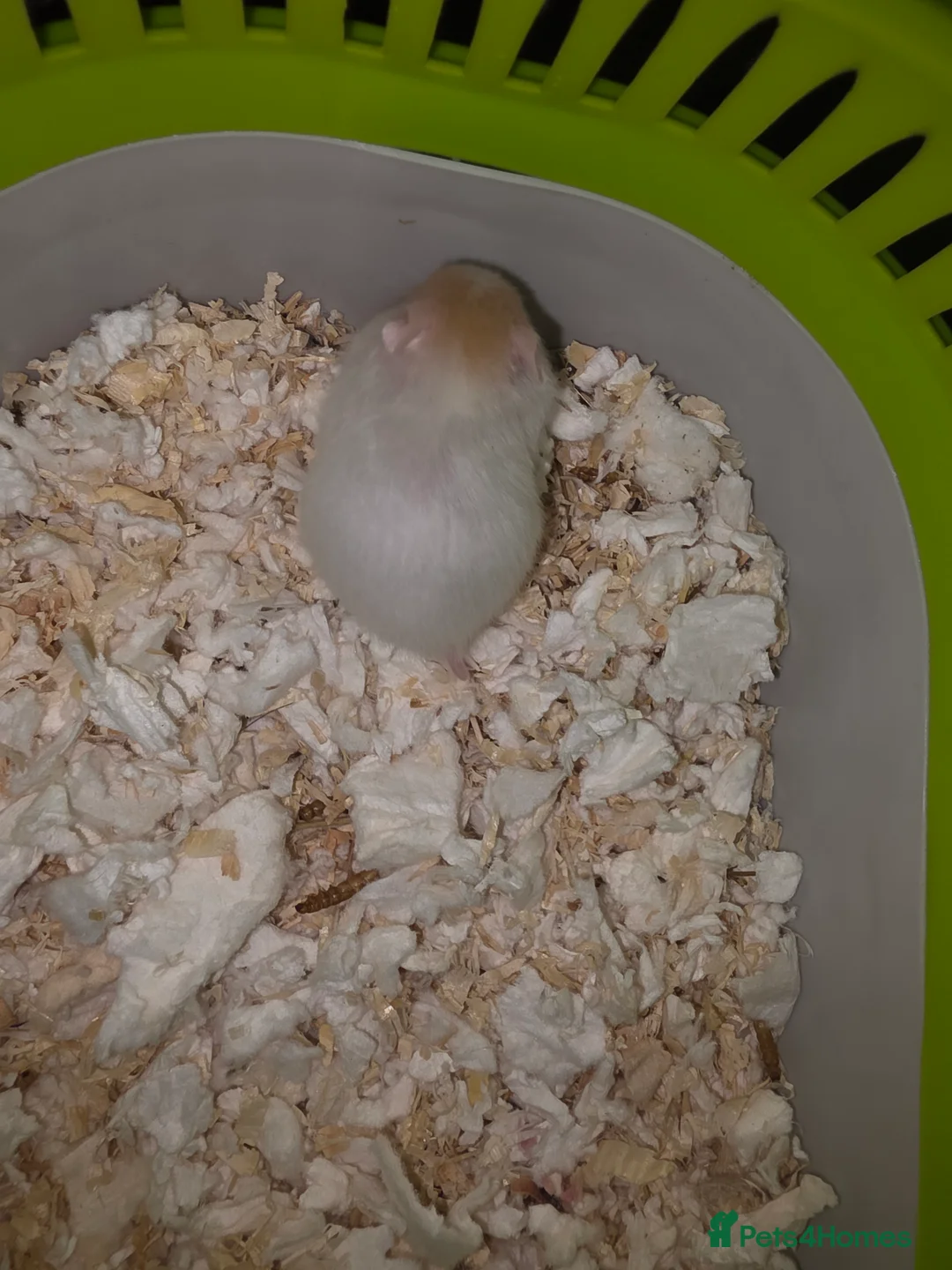 Hamster rodents for sale: Mixed Hamster Syrian - Advert 7