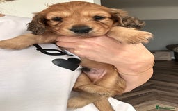Miniature Dachshund dogs for sale: Beautiful KC reg Miniature Dachshund Bubbies - Image 2