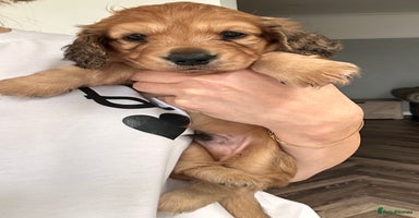 Miniature Dachshund dogs - Advert 3