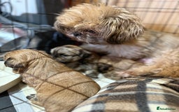 Shih Tzu dogs for sale: Shih tzu puppies  - Image 2