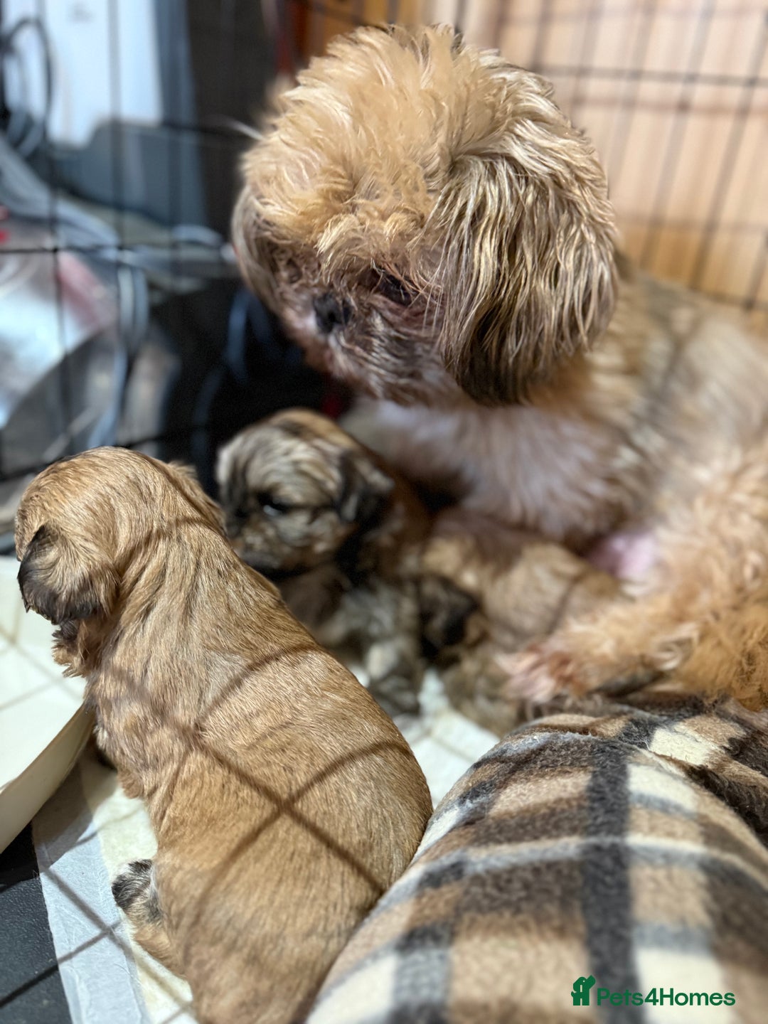 Shih Tzu dogs for sale: Shih tzu puppies  - Image 2