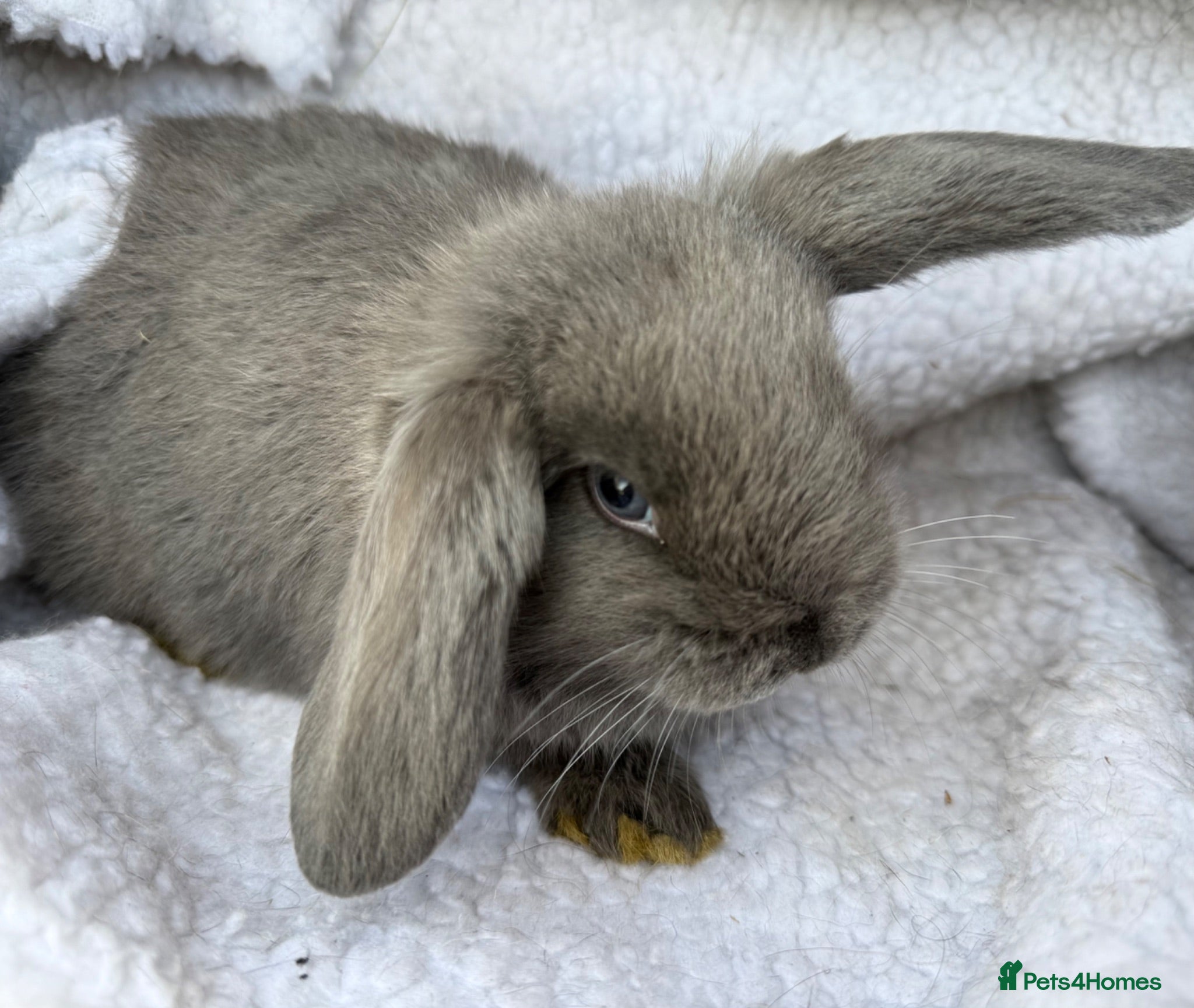 Mini Lop rabbits Mini Lop Baby Rabbits - pure bred - Ready now - Advert 5