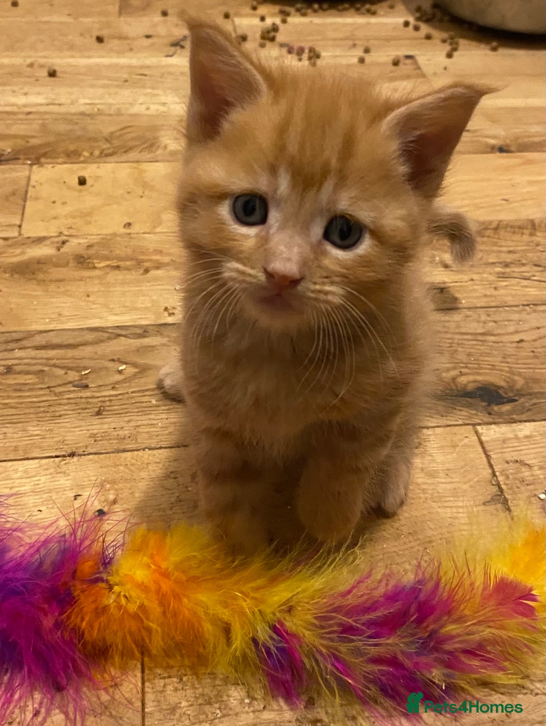 Maine Coon cats for sale: Maine Coon Cross - Advert 4