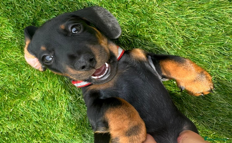 Miniature Dachshund dogs - Advert 14
