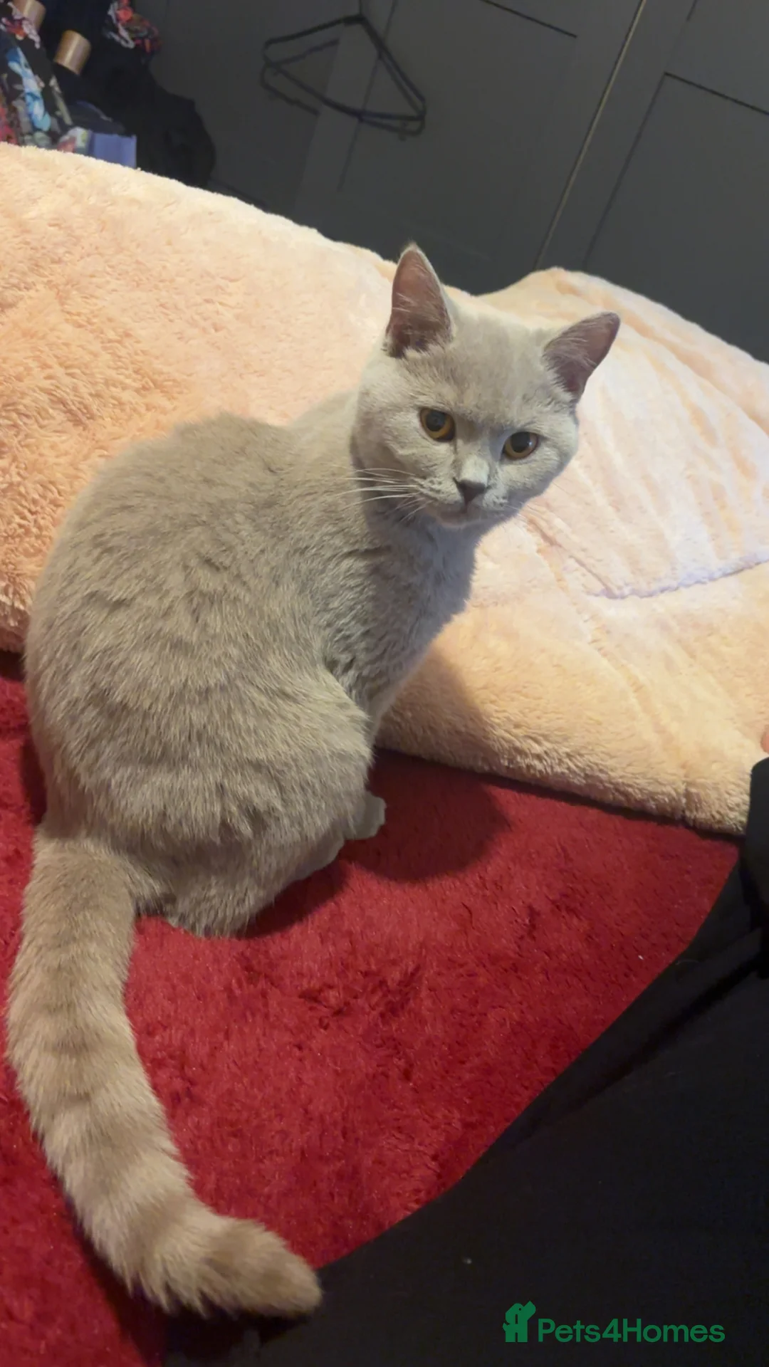 British Shorthair cats for sale: Bella in Telford - Advert 1