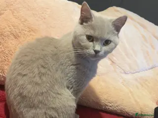 British Shorthair cats Bella - Advert 2