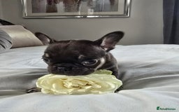 French Bulldog dogs for sale: French bulldog puppies  - Image 6