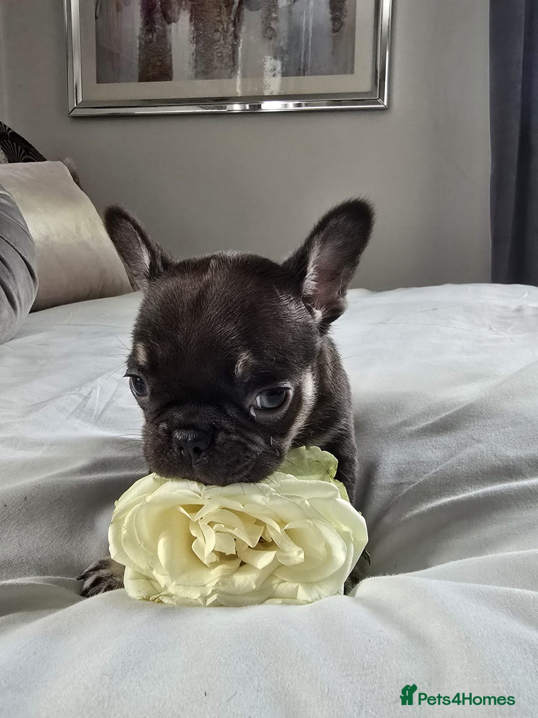 French Bulldog dogs for sale: French bulldog puppies  - Image 6