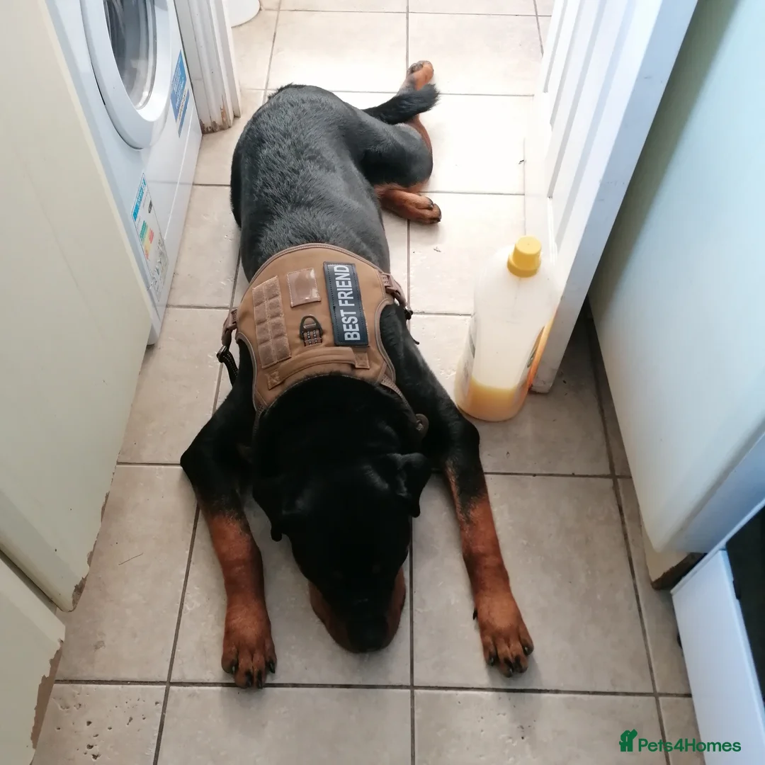 Rottweiler dogs for sale: Rottweiler male - Advert 14