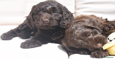 Cockapoo dogs - Advert 9