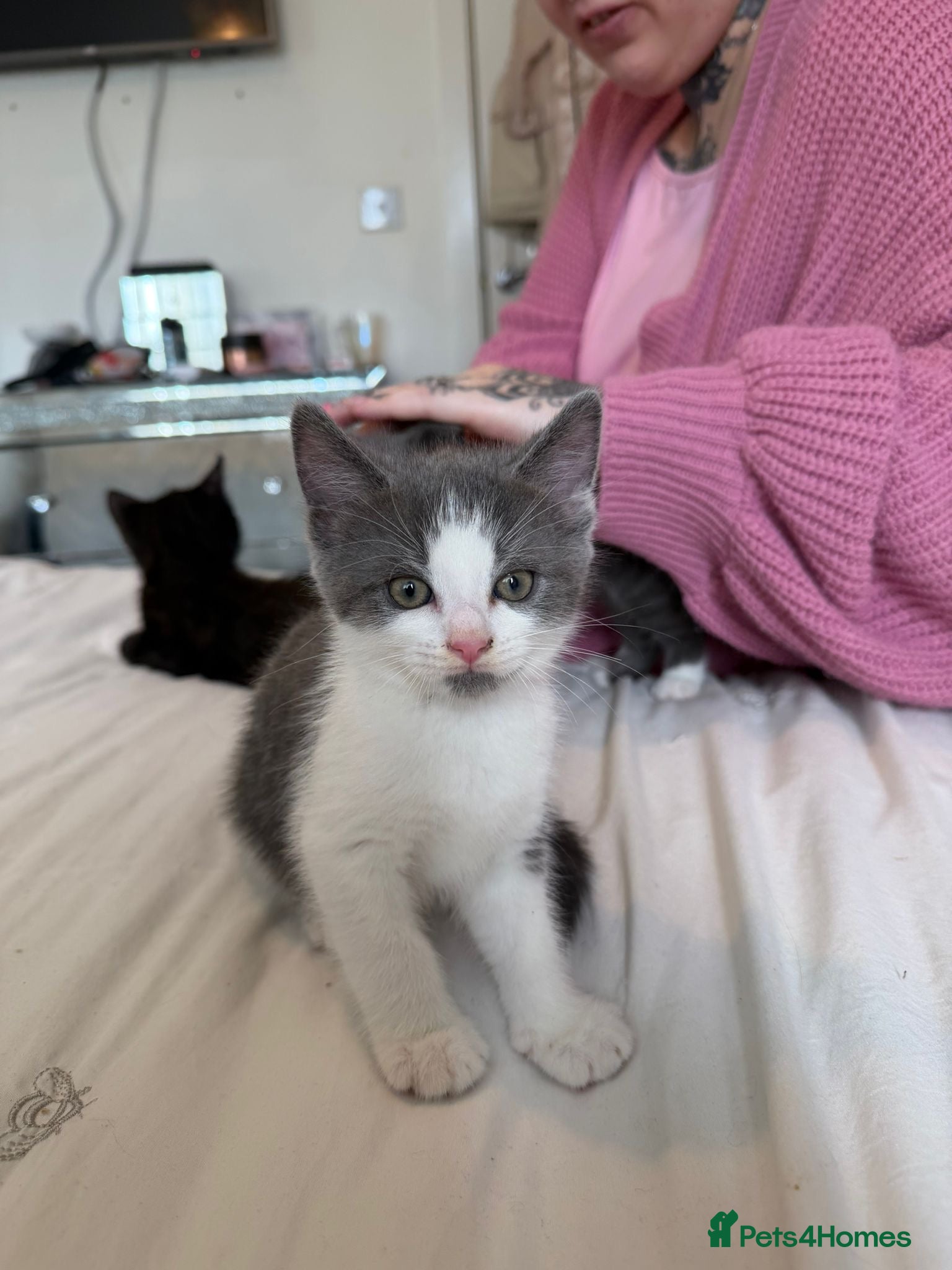 Mixed Breed cats Kittens  - Advert 2