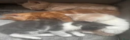 Mixed Breed cats for sale: Beautiful cream and apricot, fluffy female kitten - Advert 10