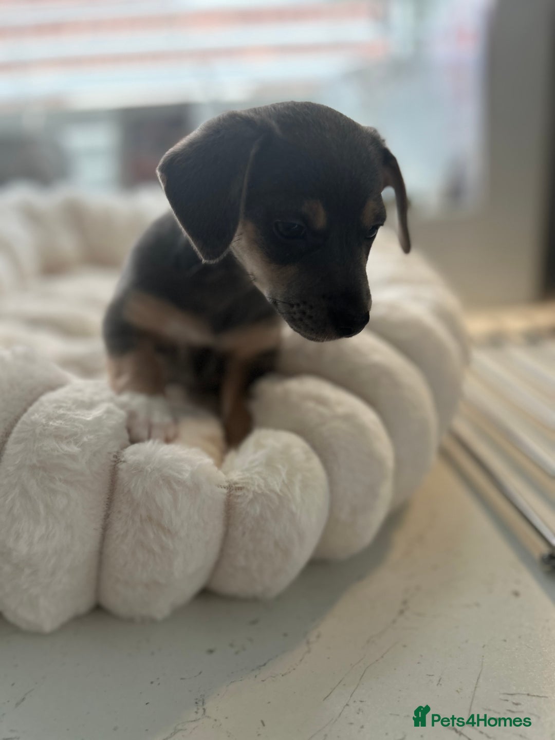 Jack Russell dogs for sale: READY NOW - QUALITY BLUE JR MINIATURE GIRL - Image 16