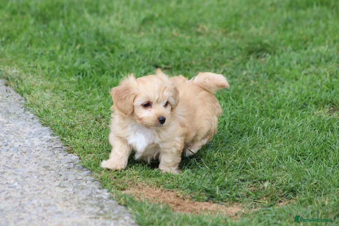 Cavapoochon dogs for sale: Beautiful Cavapoochon boy for sale - Image 24