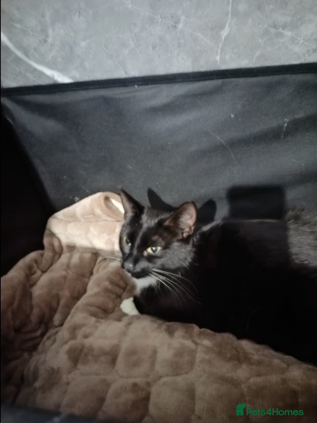 Mixed Breed cats for sale: 1 boy 3 girls  - Image 9