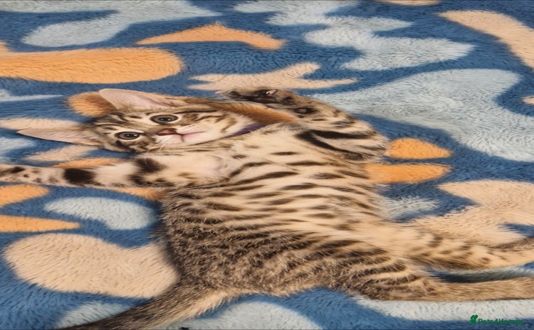 Bengal cats - Advert 3