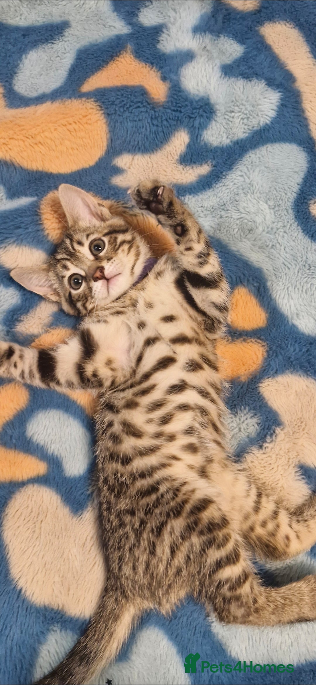 Bengal cats for sale: Bengal mix kittens for sale - Image 1