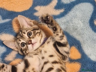 Bengal cats - Advert 27