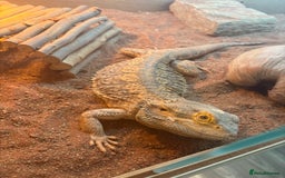 Gecko reptiles for sale: Pinstripe harleyquin crested geckos and Bearded - Image 6