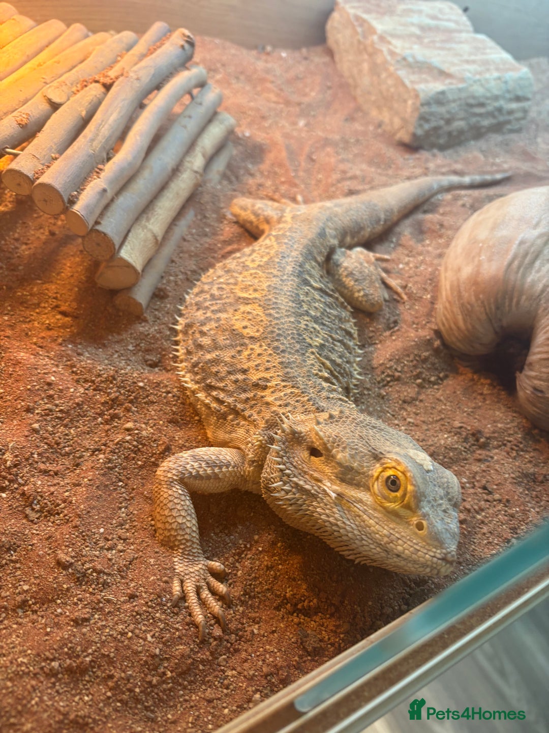 Gecko reptiles for sale: Pinstripe harleyquin crested geckos and Bearded - Image 6