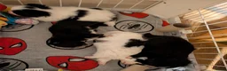 Pomchi dogs for sale: Stunning Pomchi babies - Advert 19