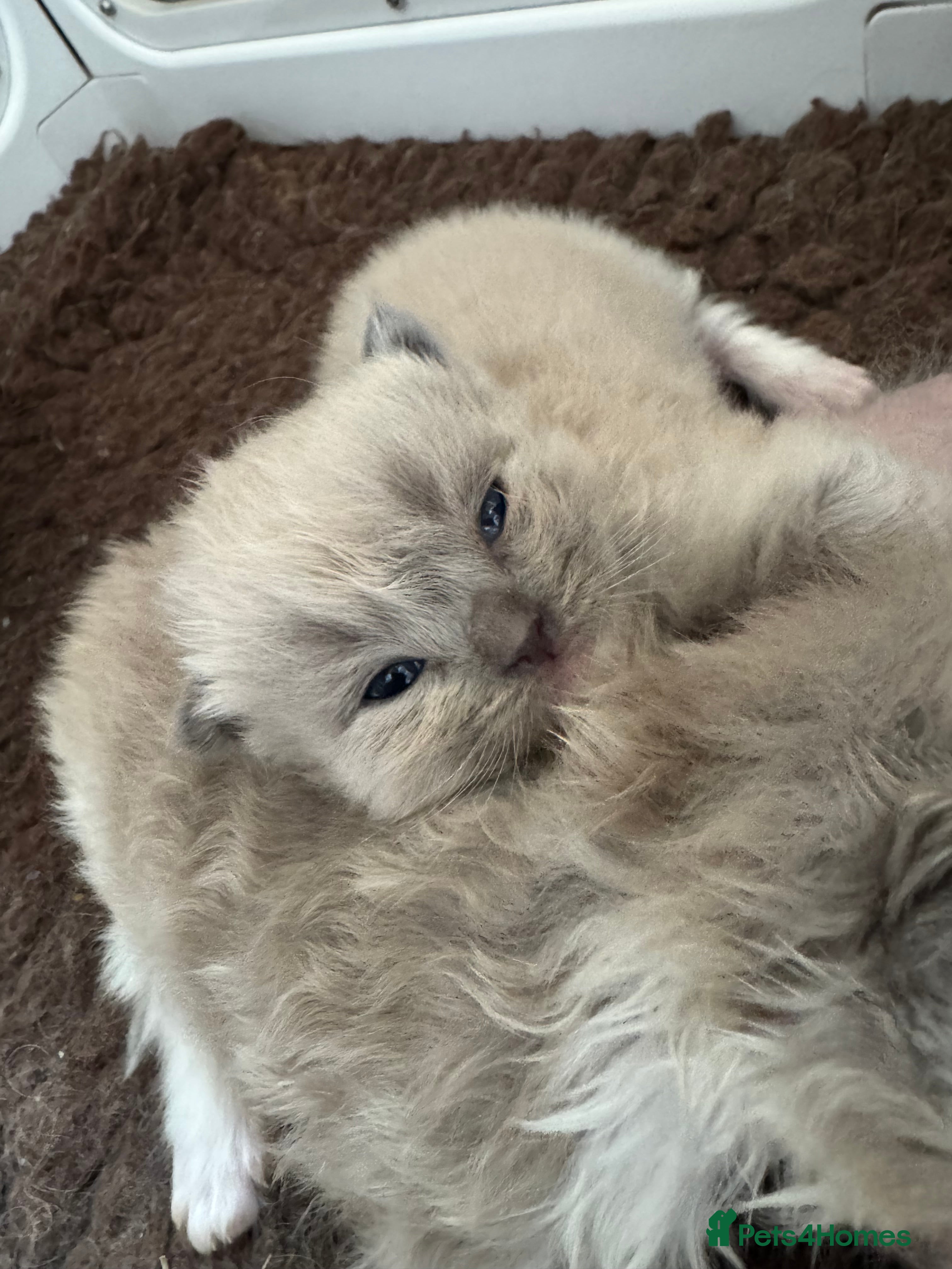 Ragdoll cats Mink Ragdolls  - Advert 16