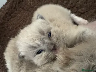 Ragdoll cats Mink Ragdolls - Advert 16