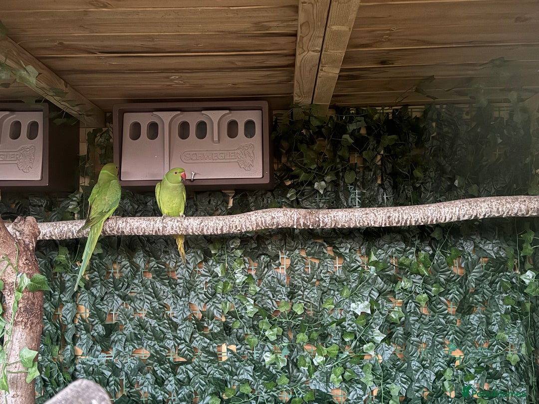 Parakeets birds for sale: Ring-necked parakeets  - Advert 3