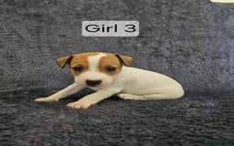 Jack Russell dogs for sale: Jack Russell puppies  - Image 4