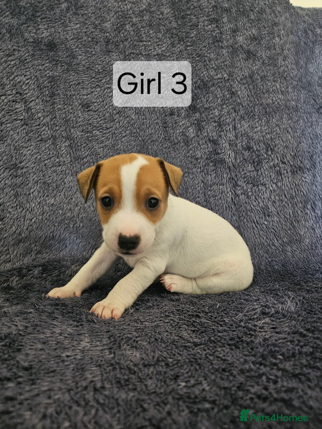 Jack Russell dogs for sale: Jack Russell puppies  - Image 4