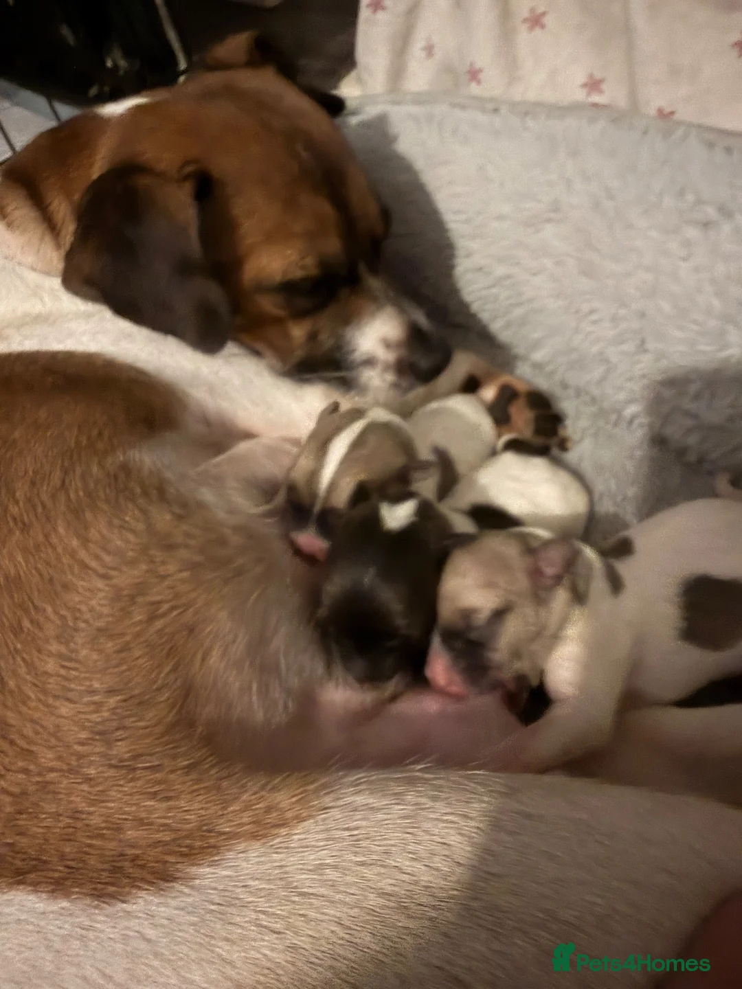 Jack Russell dogs for sale: 3 x Jack Russel puppies  in Rochester - Advert 1