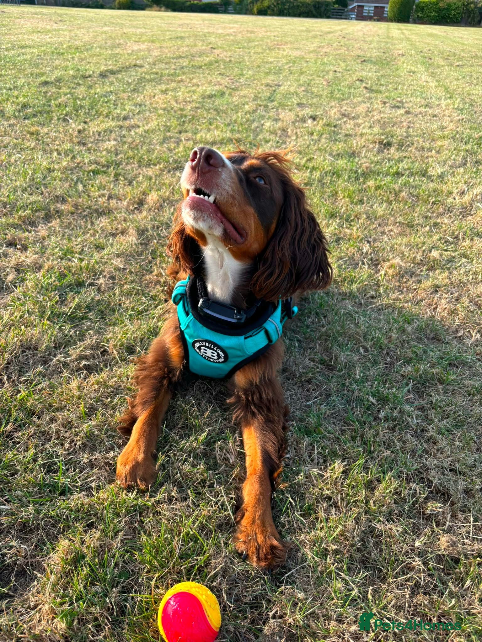 Cocker Spaniel dogs Max - 14 month old tri-coloured cocker spaniel  - Advert 2