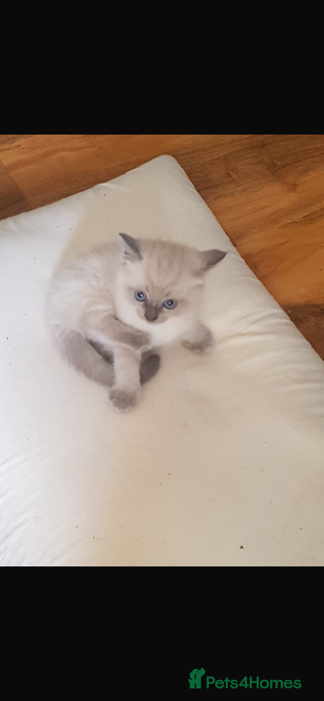 Ragdoll cats for sale: Half rag doll for sell  - Image 14