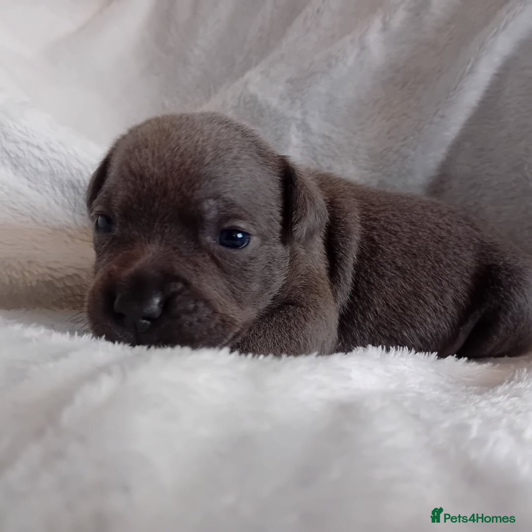 Staffordshire Bull Terrier dogs for sale: Staffordshire bull terrier pups  - Advert 18