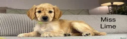 Goldendoodle dogs for sale: BEAUTIFUL HEALTHY LOVING PUPPIES  - Advert 9