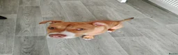 Mixed Breed dogs for sale: Diego  in Nottingham - Advert 3