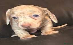 Miniature Dachshund dogs for sale: Beautiful mini dachshund  - Image 7