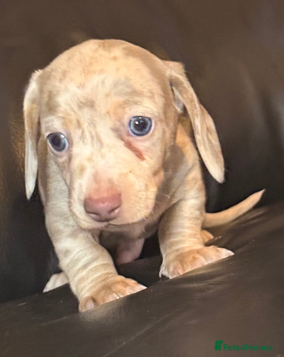 Miniature Dachshund dogs for sale: Beautiful mini dachshund  - Image 7