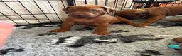 Rhodesian Ridgeback dogs for sale: Exceptionally Health Tested/Family Home. Kc Reg - Advert 28