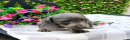 Dachshund dogs for sale: FULLY VAX READY NOW QUAILTY MINI KC Reg PRA CLEAR  - Advert 18