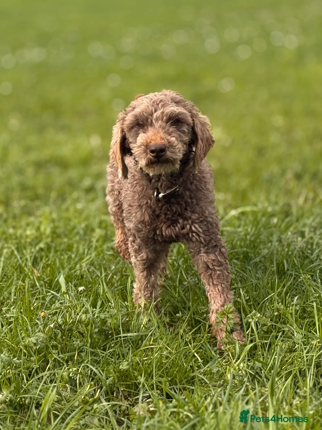Cockapoo dogs for sale: Colourful Cockapoo Pups - Advert 13