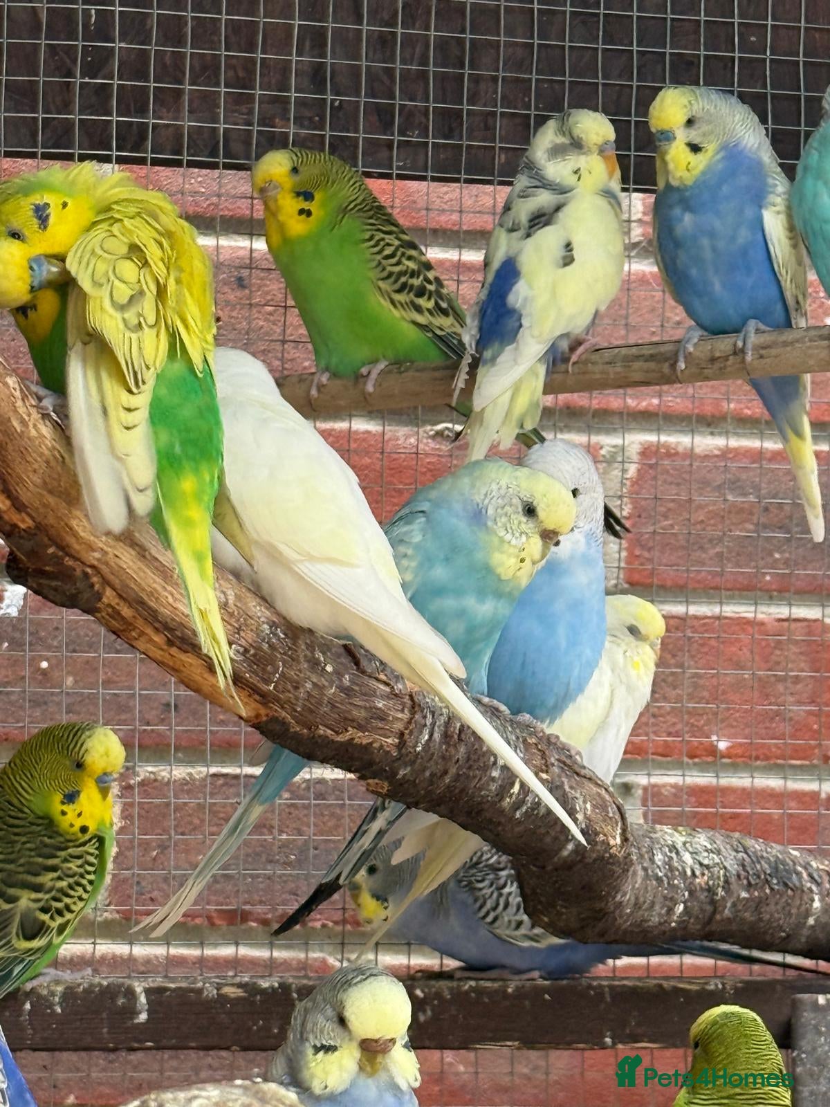 Budgerigars birds Lovely budgies ready to breed  - Advert 2