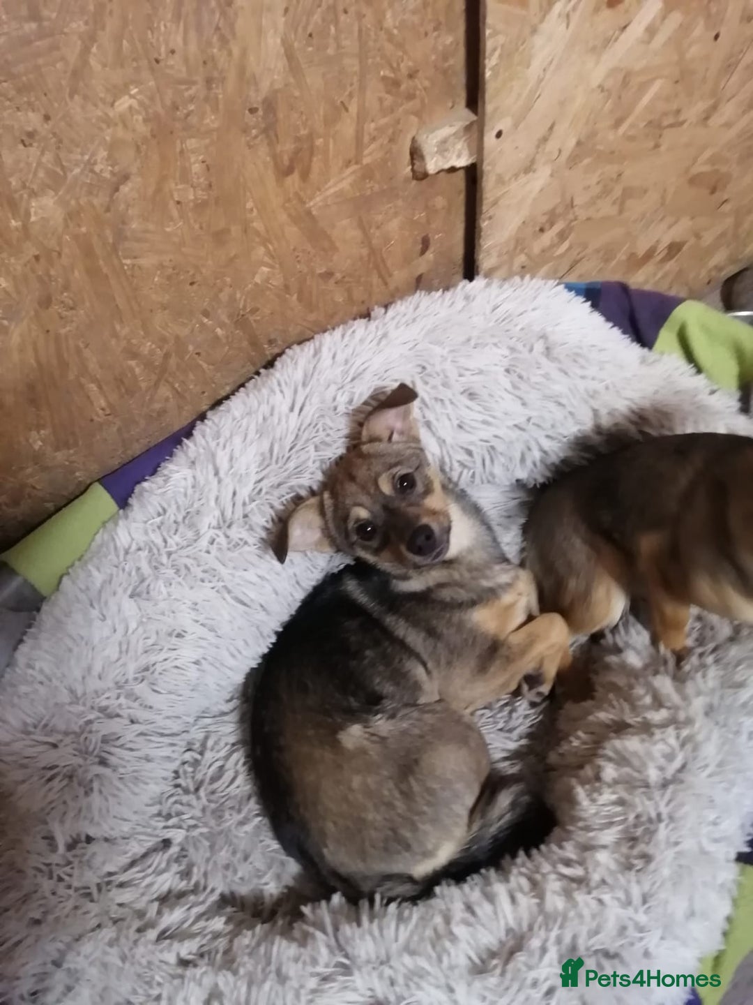 Mixed Breed dogs for adoption: ❤️NIKA & LIKA❤️ - 7 months wonderful small girls - Advert 13