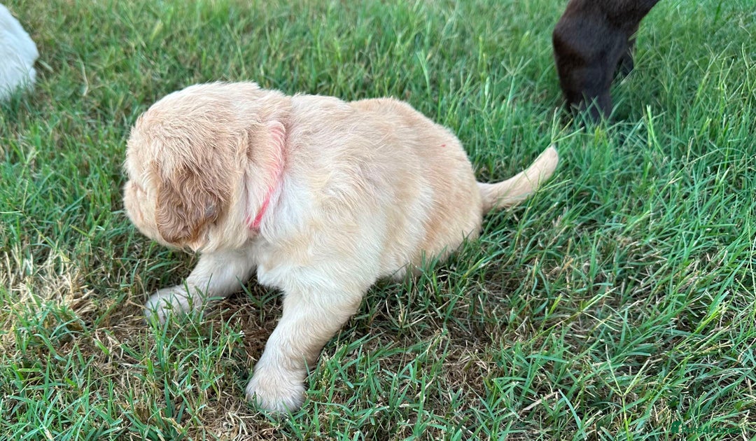 Golden Retriever dogs for sale: Golden Retriever Pups - Image 3