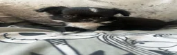 Chihuahua dogs for sale: Beautiful chihuahua puppies  - Advert 19