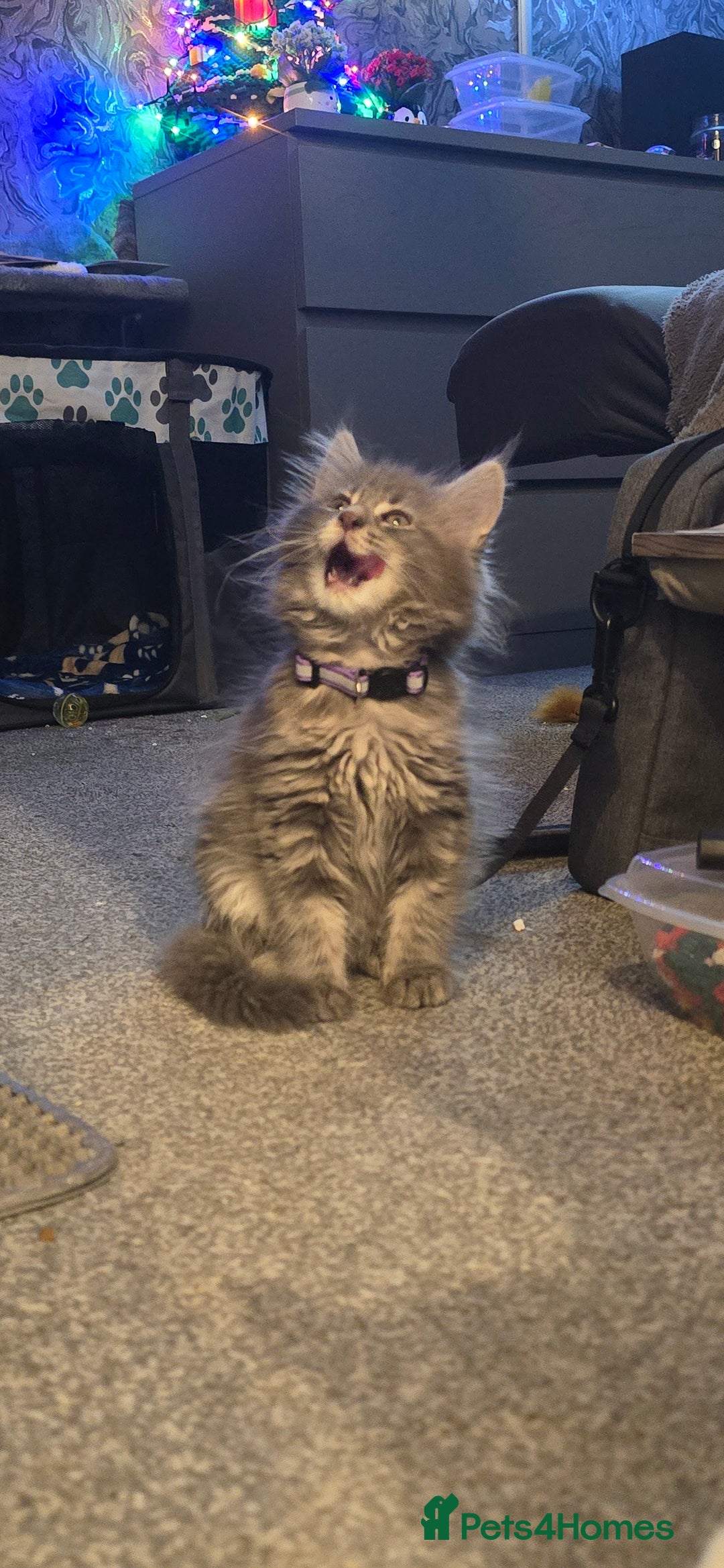 Maine Coon cats for sale: Aurora - Stunning Female Maine Coon - Image 18