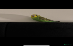 Budgerigars birds for sale: 2 beautiful budgies for sale. boy and girl in Colchester - Image 4