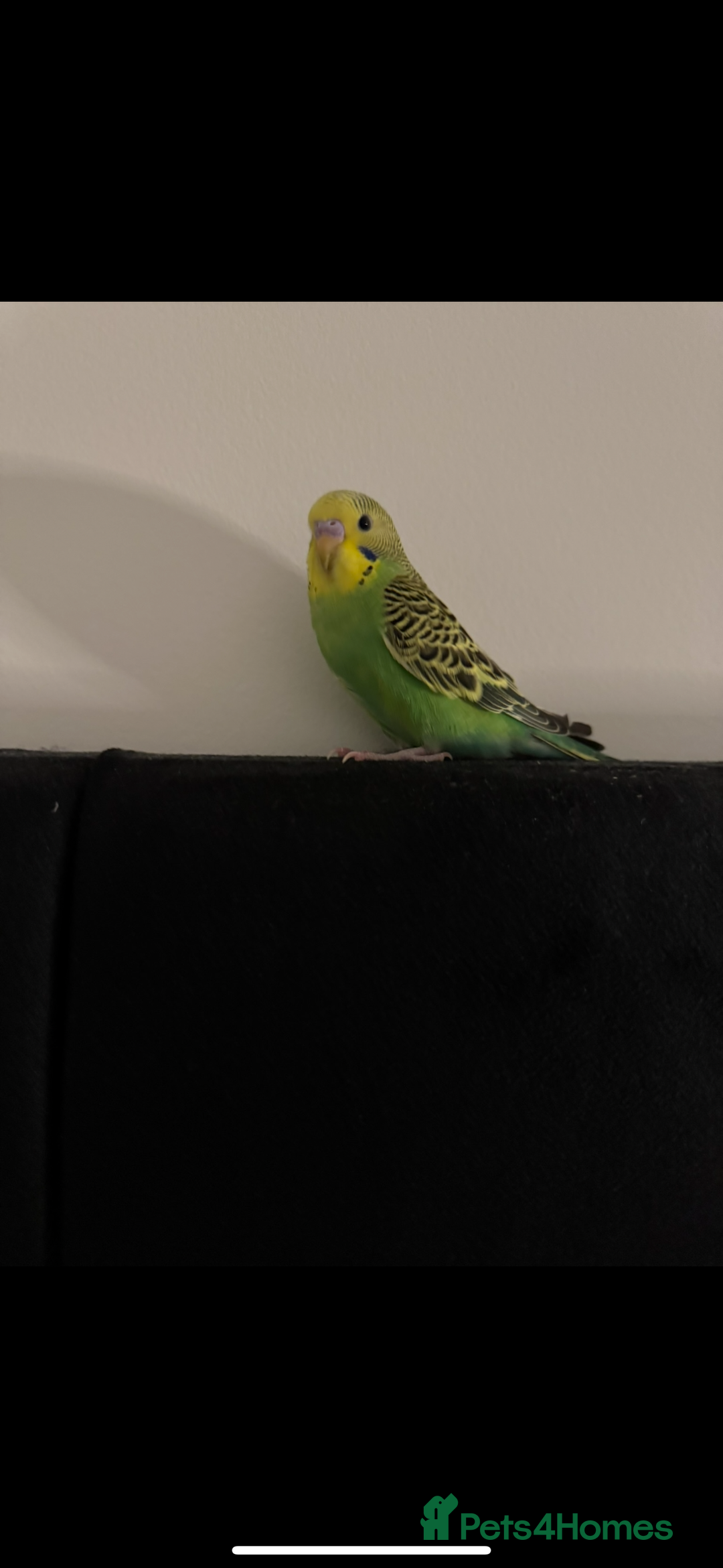 Budgerigars birds for sale: 2 beautiful budgies for sale. boy and girl in Colchester - Image 4