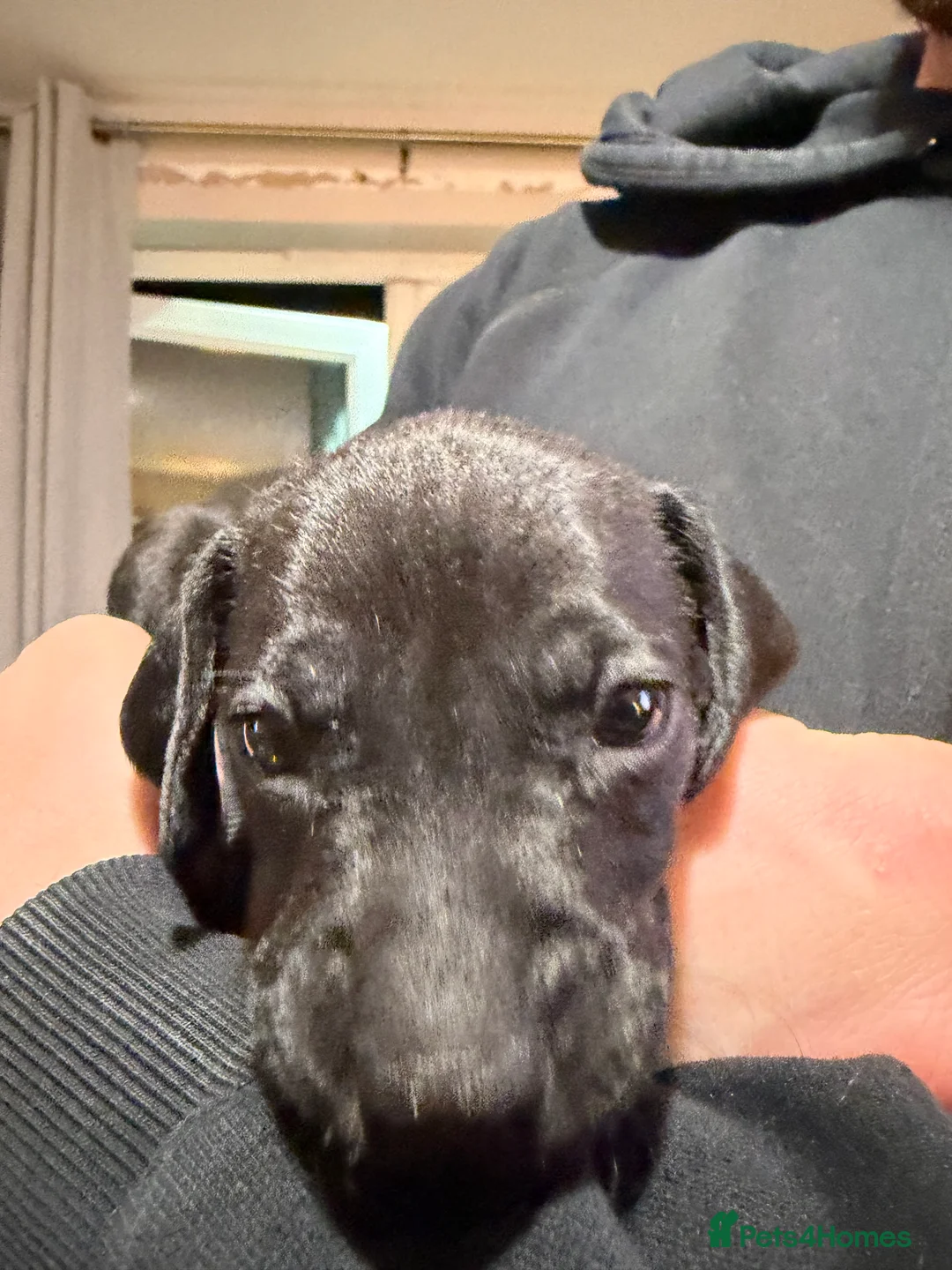 Mixed Breed dogs for sale: Vizmaraner puppies  - Advert 8