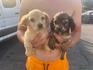 King Charles Spaniel dogs - Advert 5